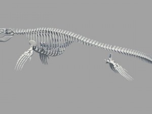 Mosasaurus hoffmanni 3Dモデル