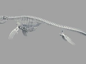 Mosasaurus hoffmanni 3D Model