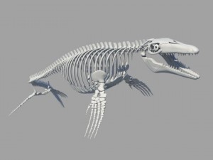 Mosasaurus hoffmanni 3Dモデル