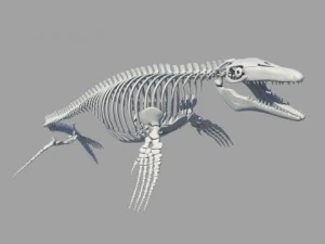 Mosasaurus hoffmanni 3D Model
