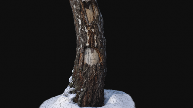photoscan birch trunk with snow 1 model 3D-Modell .c4d .max .obj .3ds .fbx .stl .blend 