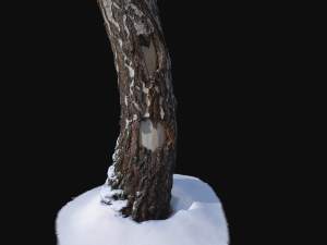 photoscan birch trunk with snow 1 model 3D-Modell