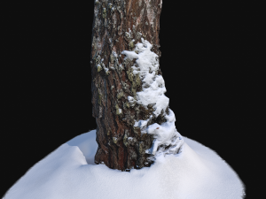 photoscan birch trunk with snow 1 model 3D-Modell
