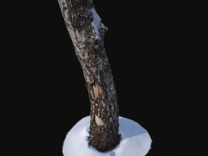 photoscan birch trunk with snow 1 model 3D-Modell