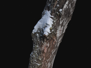 photoscan birch trunk with snow 1 model 3D-Modell
