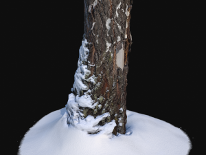 photoscan birch trunk with snow 1 model 3D-Modell