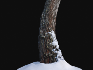 photoscan birch trunk with snow 1 model 3D-Modell