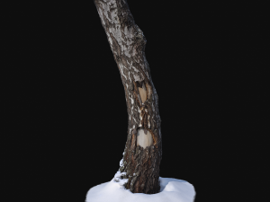 photoscan birch trunk with snow 1 model 3D-Modell