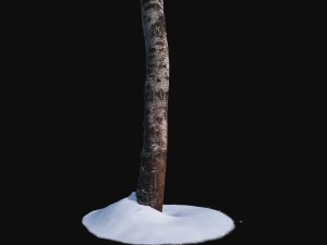 photoscan birch trunk with snow 2 Modelo 3D