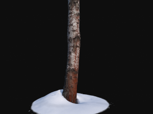 photoscan birch trunk with snow 2 Modelo 3D