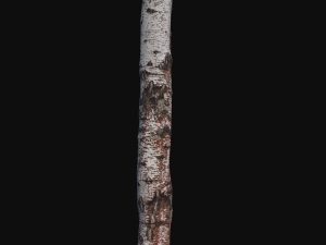 photoscan birch trunk with snow 2 Modelo 3D