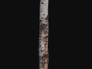 photoscan birch trunk with snow 2 3D Model
