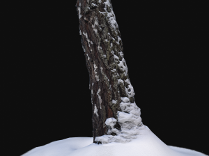 3d photoscan birch trunk with snow 3 Modelo 3D