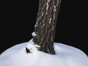 3d photoscan birch trunk with snow 3 Modelo 3D