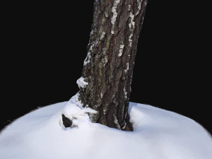 3d photoscan birch trunk with snow 3 3D Model