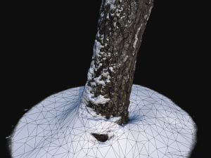 3d photoscan birch trunk with snow 3 Modelo 3D