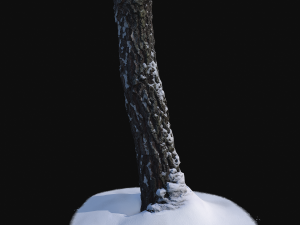 3d photoscan birch trunk with snow 3 Modelo 3D