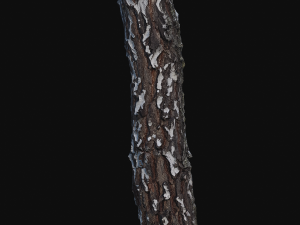 3d photoscan birch trunk with snow 3 Modelo 3D
