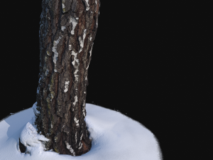 3d photoscan birch trunk with snow 3 Modelo 3D