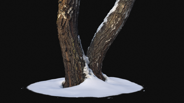 3d photoscan birch trunk with snow 4 model 3Dモデル .c4d .max .obj .3ds .fbx .stl .blend