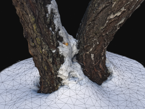 3d photoscan birch trunk with snow 4 model 3Dモデル