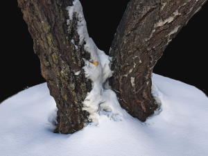 3d photoscan birch trunk with snow 4 model 3Dモデル