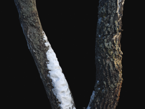 3d photoscan birch trunk with snow 4 model 3Dモデル
