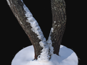 3d photoscan birch trunk with snow 4 model 3Dモデル