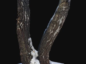 3d photoscan birch trunk with snow 4 model 3Dモデル