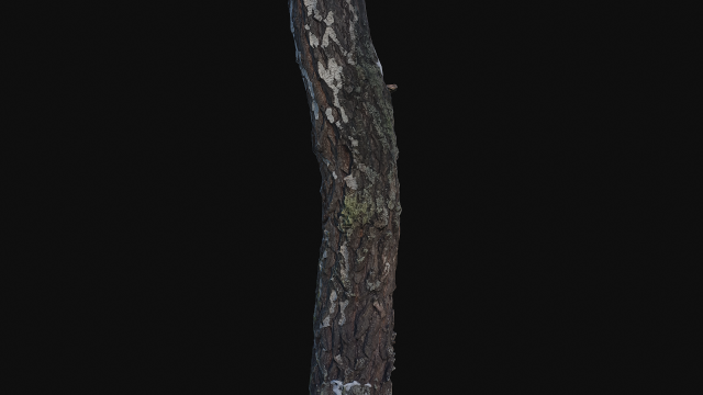 photoscan birch trunk with snow 5 Modelo 3D .c4d .max .obj .3ds .fbx .stl .blend 