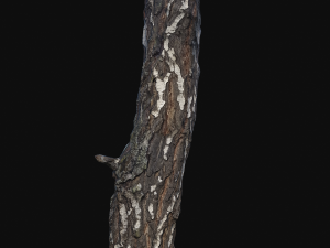 photoscan birch trunk with snow 5 Modelo 3D