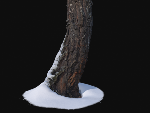 photoscan birch trunk with snow 5 Modelo 3D