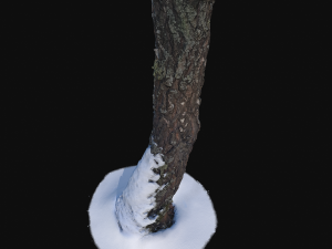 photoscan birch trunk with snow 5 Modelo 3D