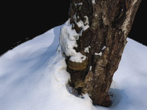 photoscan stump with snow 1 3d Modèle 3D