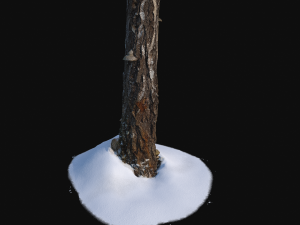 broken birch trunk with snow 1 vr Modello 3D