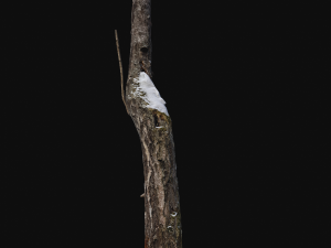 broken birch trunk with snow 1 vr Modello 3D