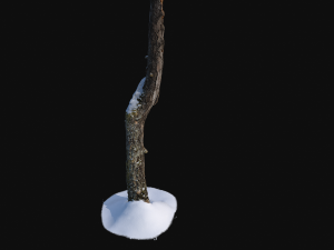 broken birch trunk with snow 1 vr Modello 3D