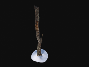 broken birch trunk with snow 1 vr Modello 3D