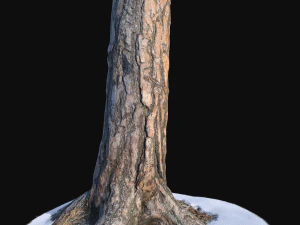 стовбур сосни зі снігом 1 вр 3д 3D Модель