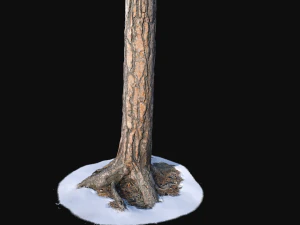 pine trunk with snow 1 vr 3d 3D Model