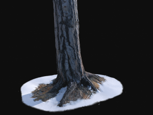 pine trunk with snow 1 vr 3d Modello 3D