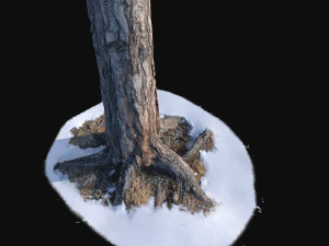 pine trunk with snow 1 vr 3d 3D Model