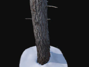 pine trunk with snow 2 vr 3D Model