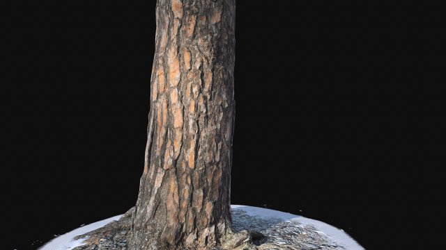 pine trunk with snow 3 vr Modelo 3D .c4d .max .obj .3ds .fbx .stl .blend 