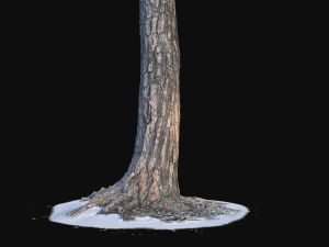 pine trunk with snow 3 vr Modelo 3D