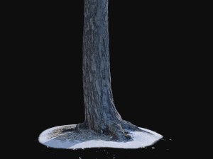 pine trunk with snow 3 vr Modelo 3D