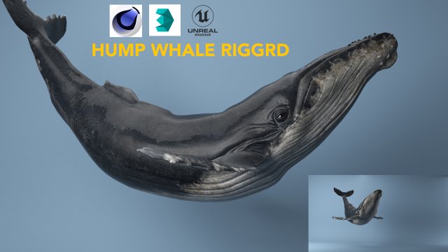 hump whale rigged Model 3D .c4d .max .obj .3ds .fbx .stl .blend 