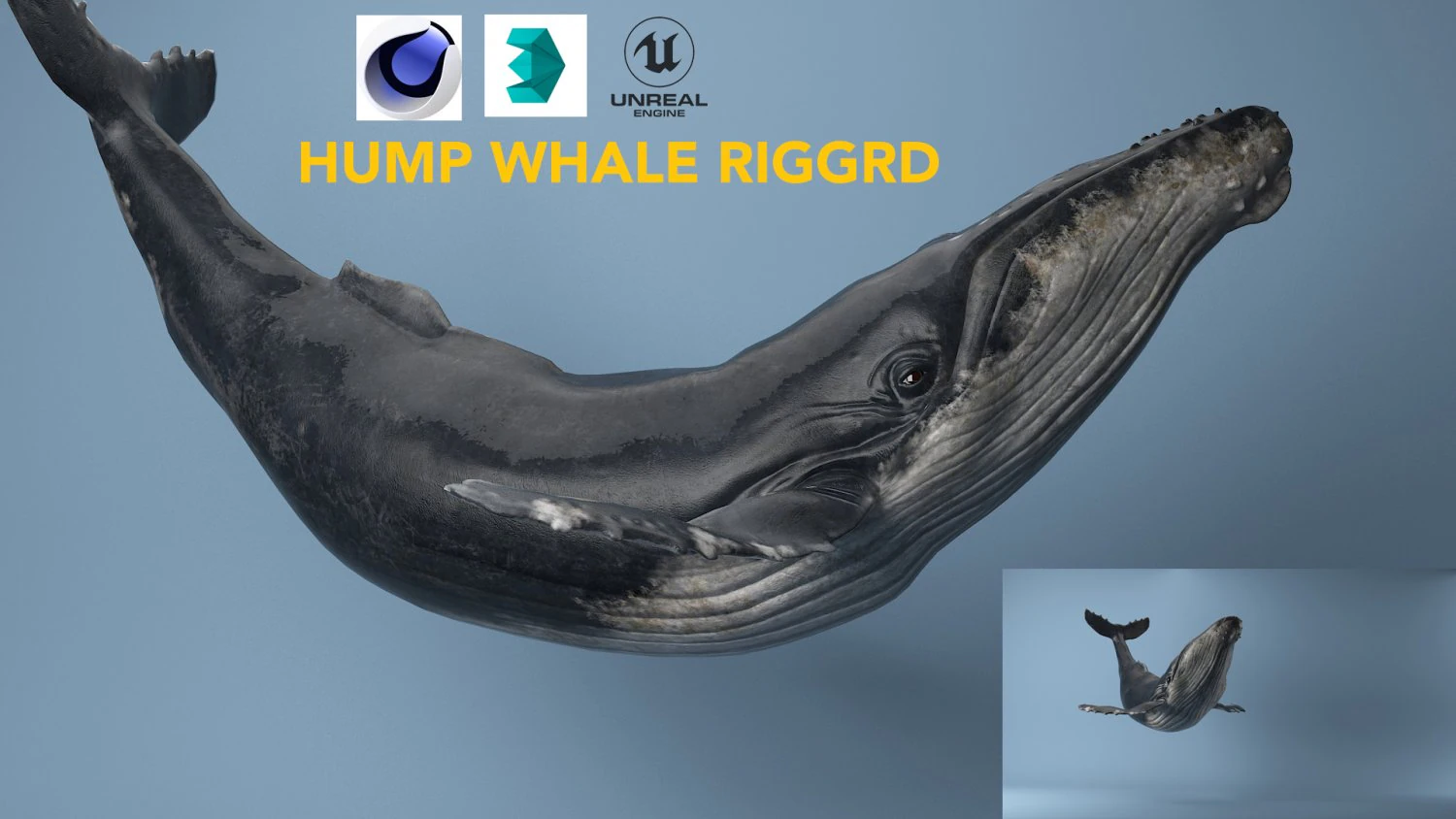 hump whale rigged 3D Model .c4d .max .obj .3ds .fbx .stl .blend 
