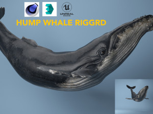 hump whale rigged 3D Model