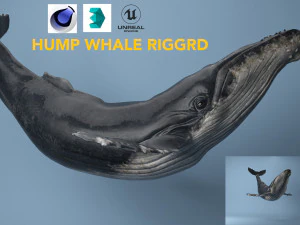 座头鲸被操纵 3D 模型